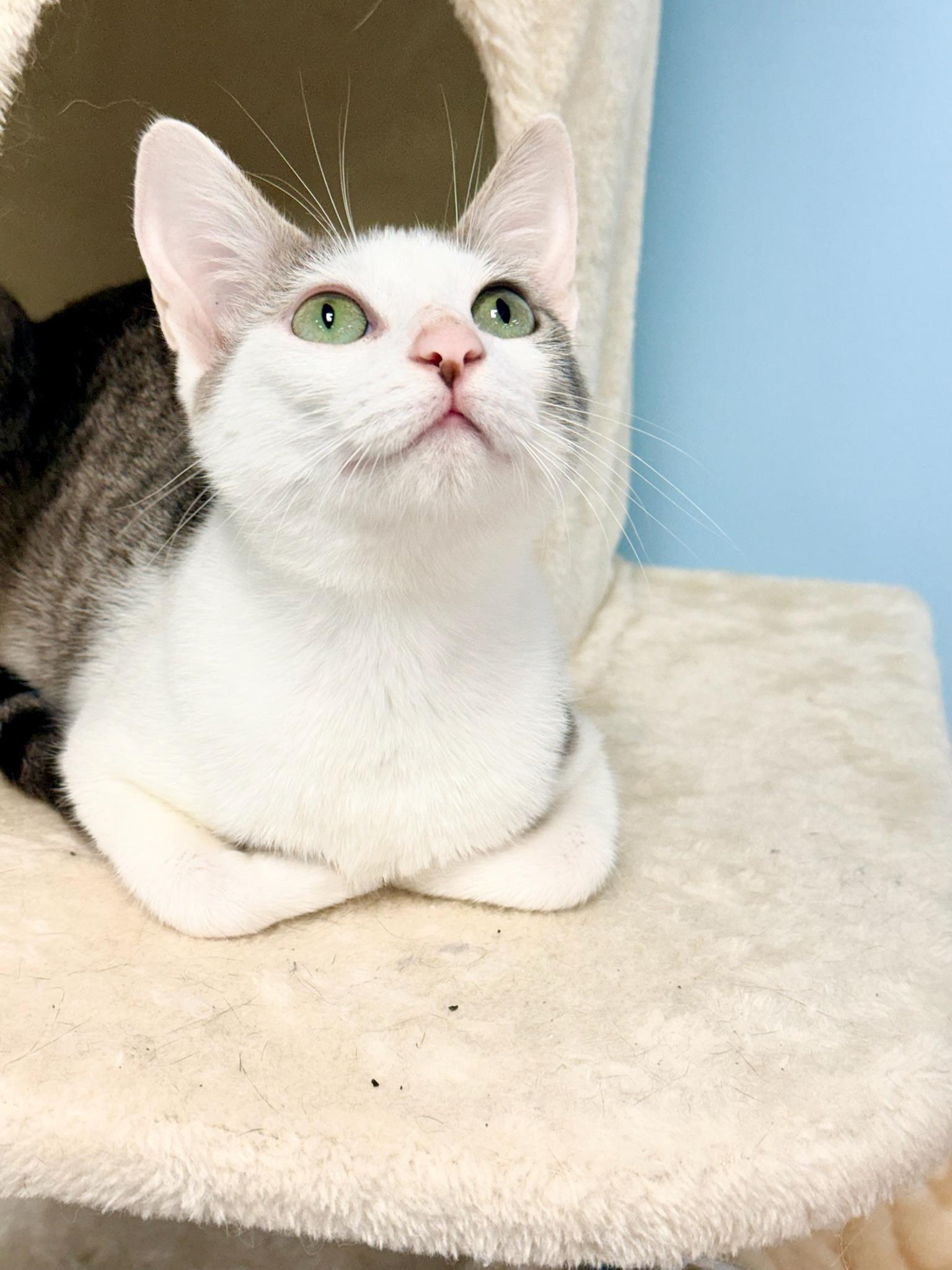 Nora, a Adoptable Domestic Short Hair in Covington, LA image 2/5
