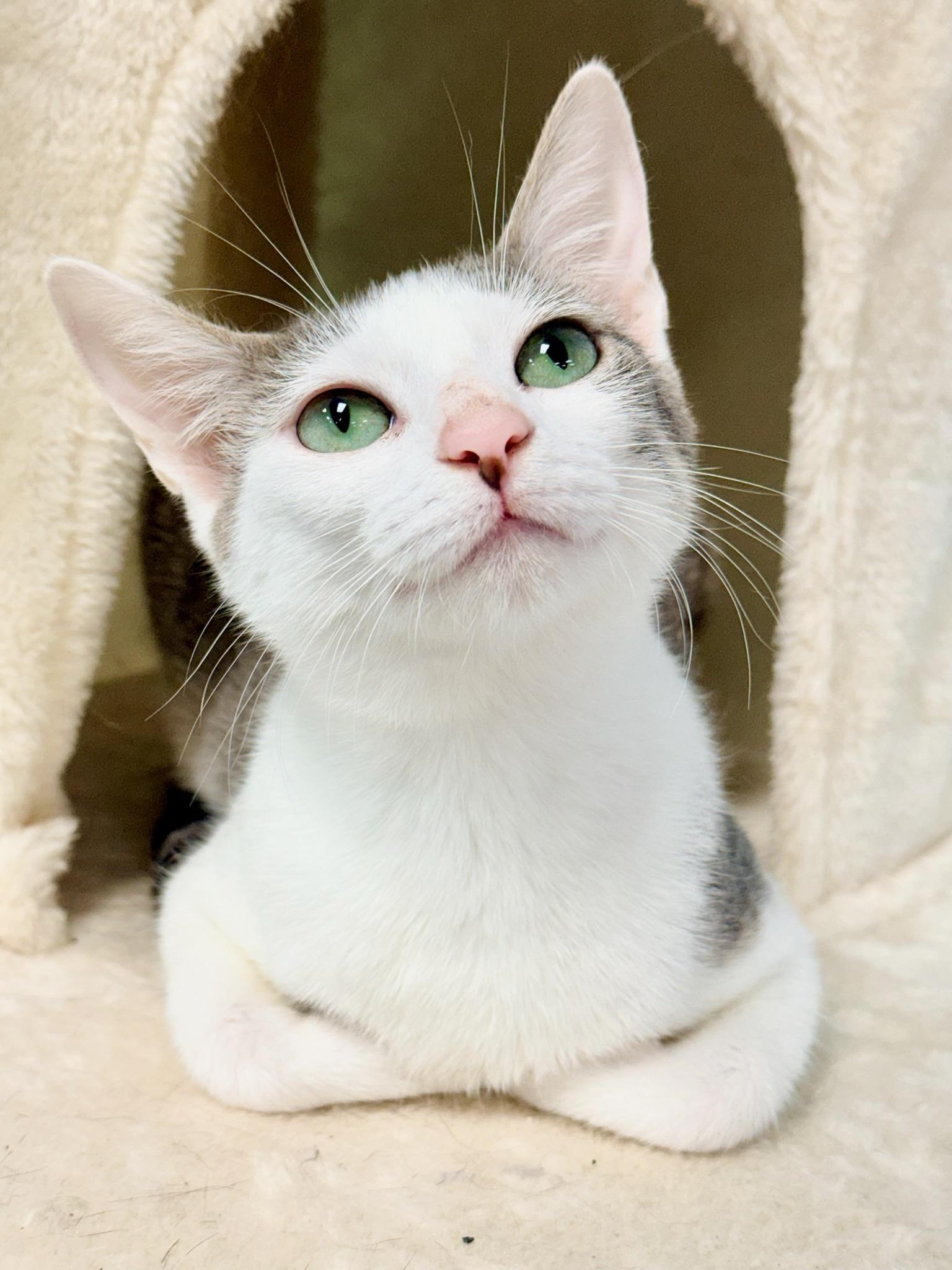 Nora, Adoptable, Kitten Female Domestic Short Hair.