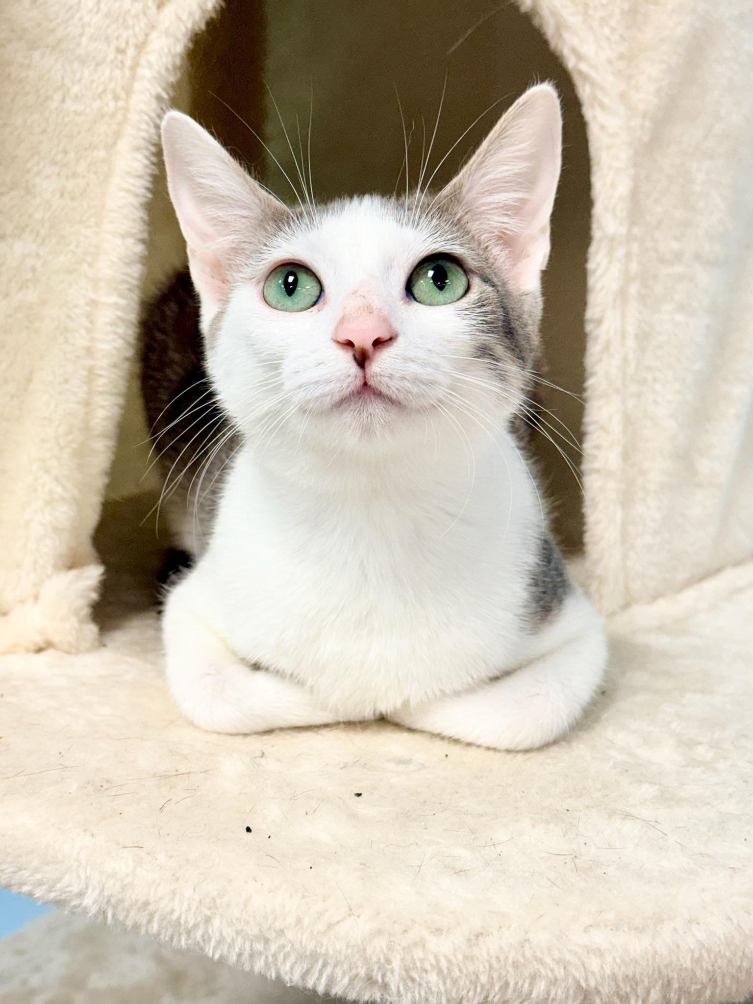 Nora, a Adoptable Domestic Short Hair in Covington, LA image 4/5