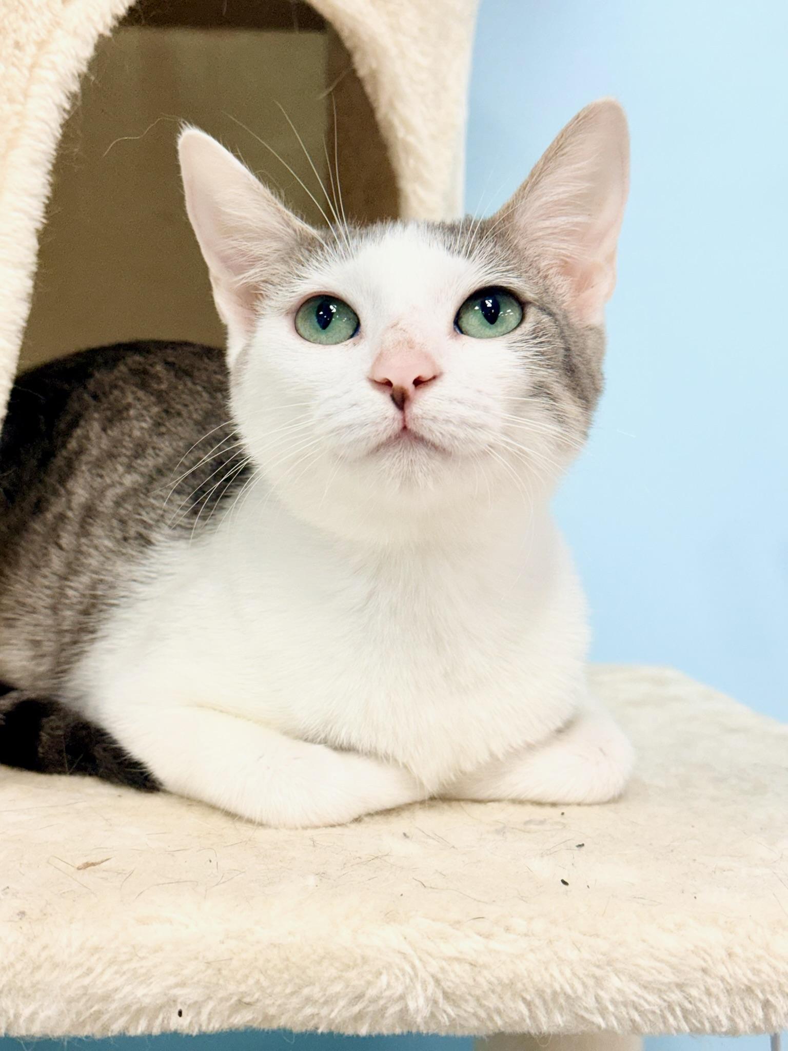 Nora, a Adoptable Domestic Short Hair in Covington, LA image 3/5
