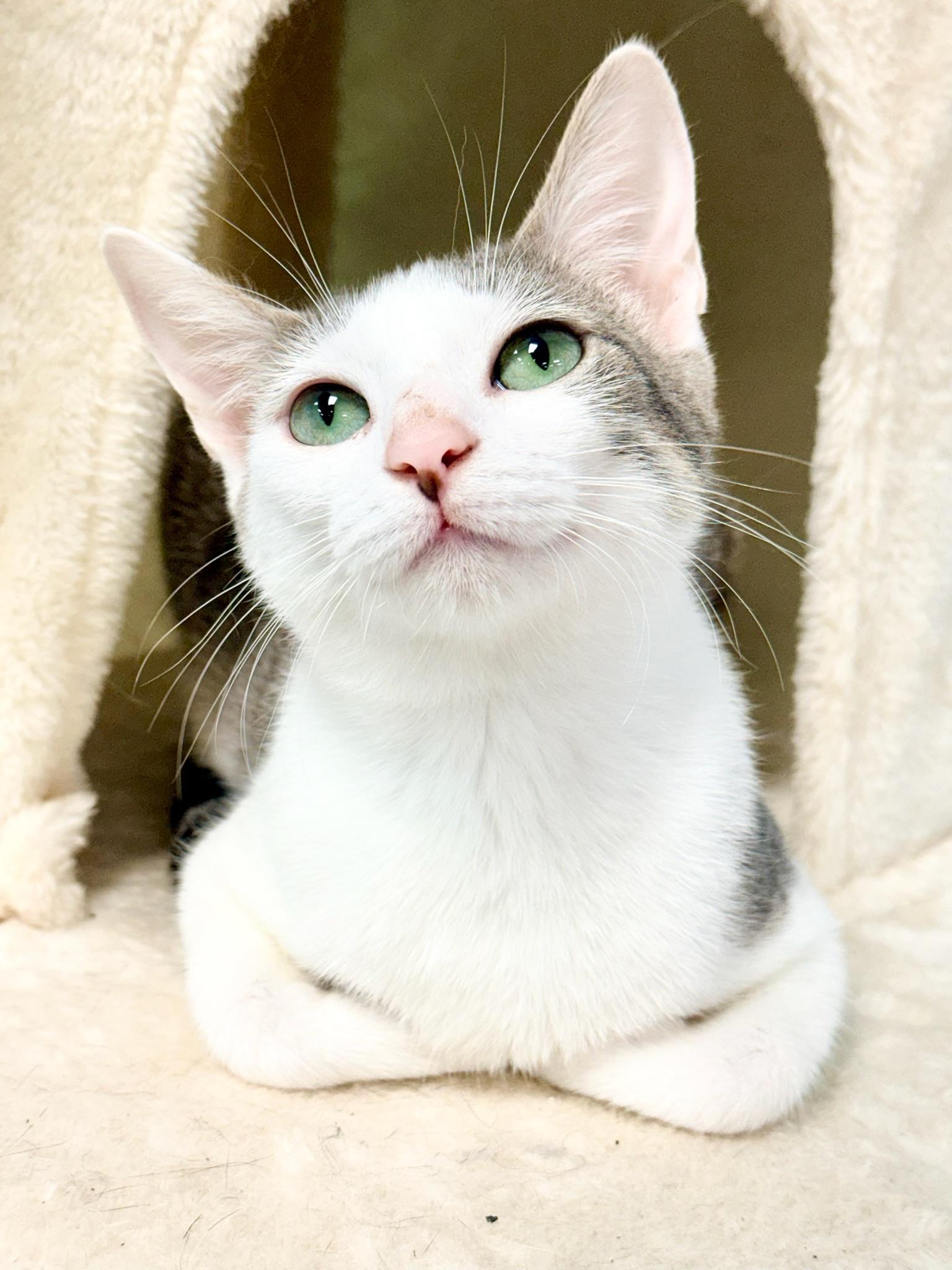 Nora, a Adoptable Domestic Short Hair in Covington, LA image 5/5