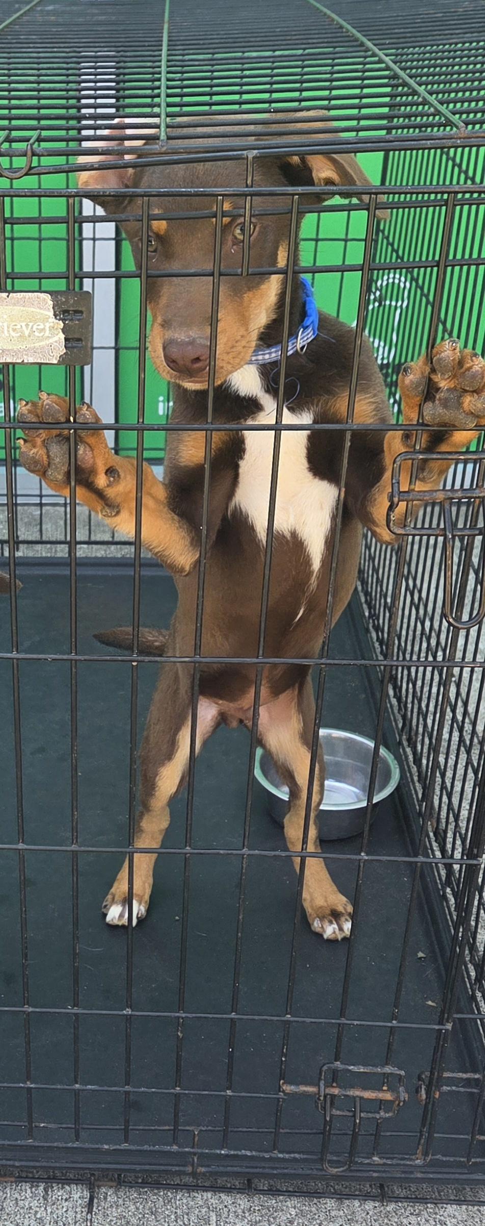 Snoopy, adoptable, Young Male Border Collie.