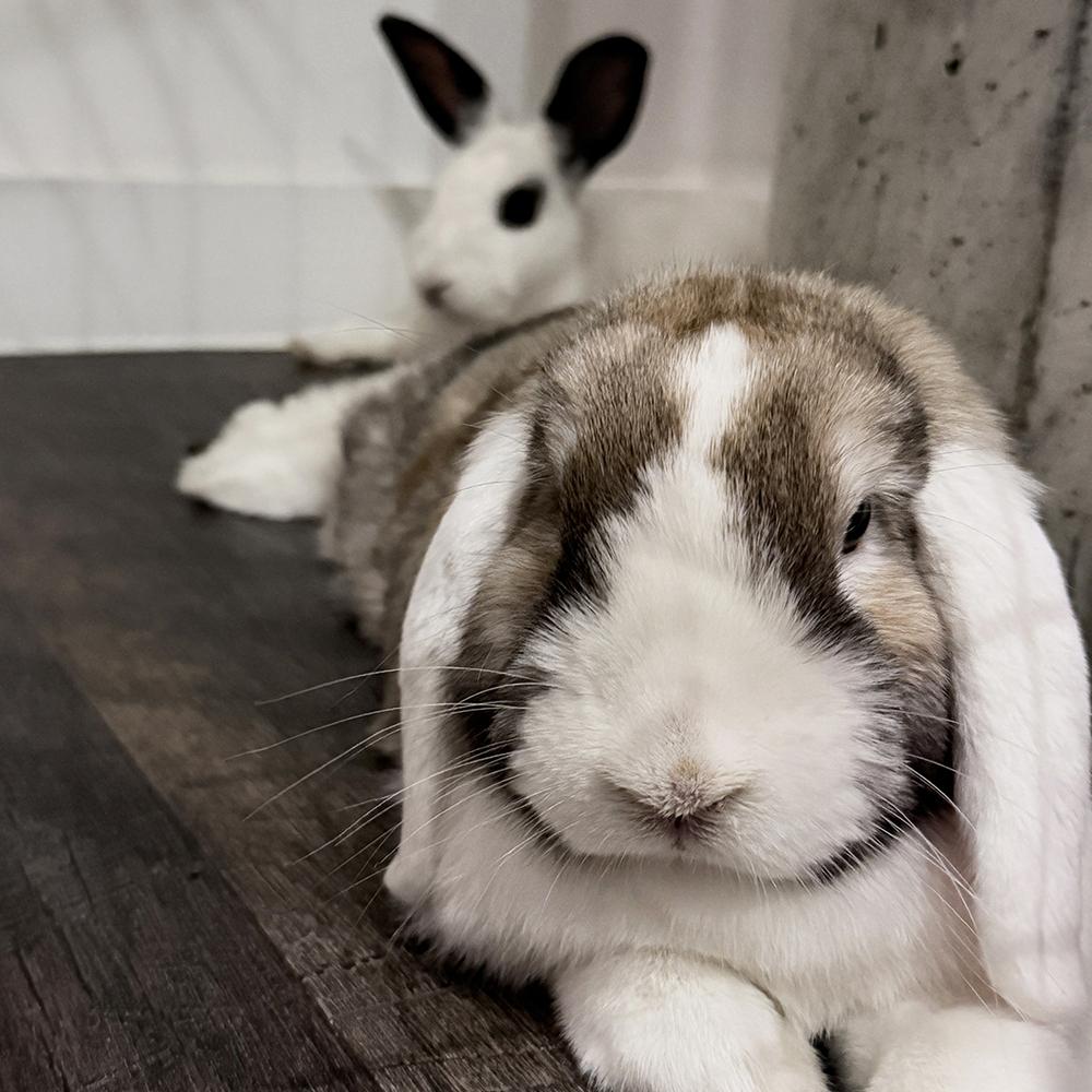 Tortellini and Manicotti, Adoptable, Young Female Lop Eared.