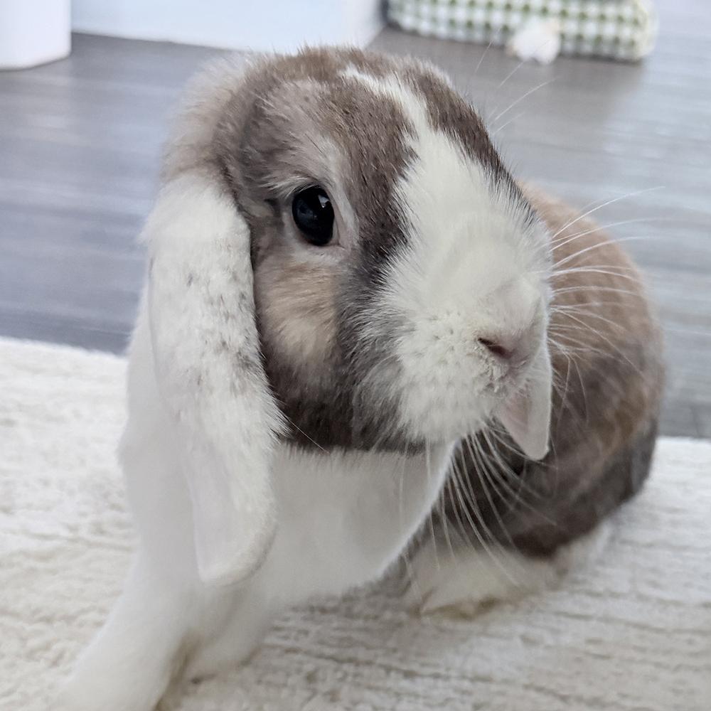 Enlarge Tortellini and Manicotti, a Adoptable Lop Eared in Houston, TX image 2/4