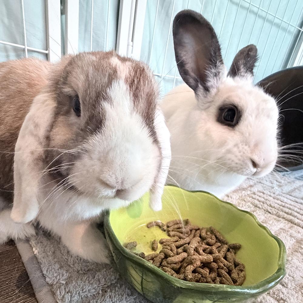 Enlarge Tortellini and Manicotti, a Adoptable Lop Eared in Houston, TX image 3/4