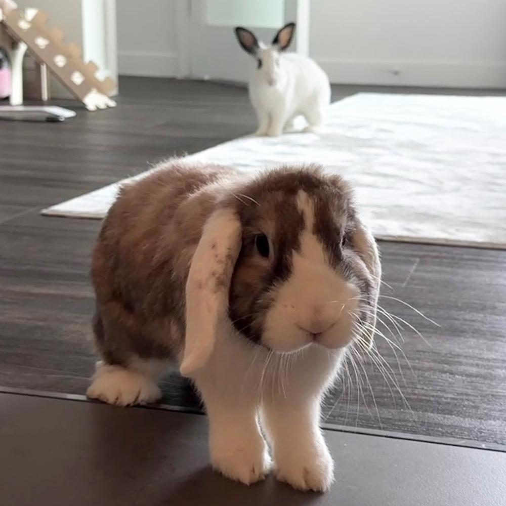 Enlarge Tortellini and Manicotti, a Adoptable Lop Eared in Houston, TX image 4/4