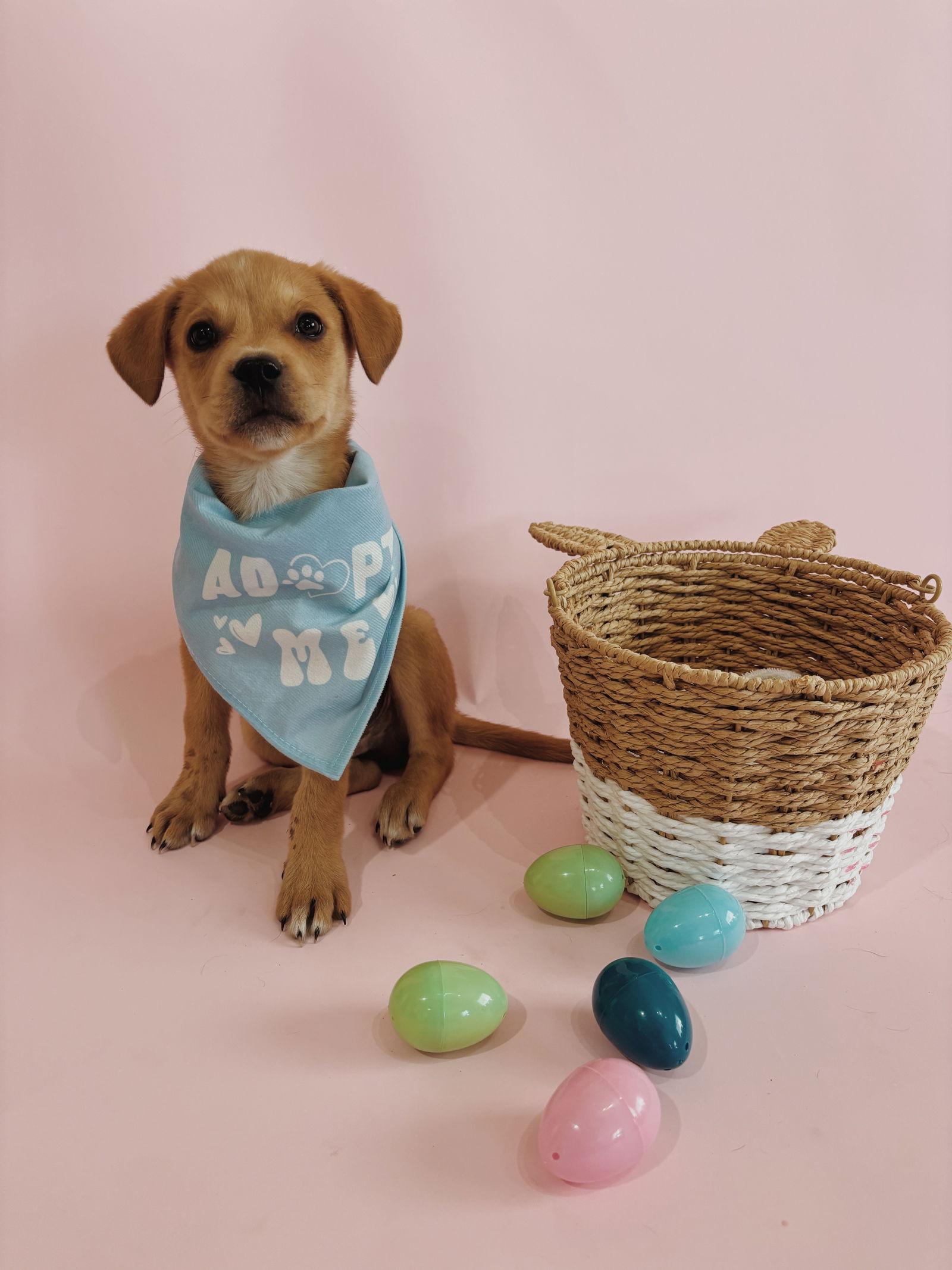 Hopper, Adopted, Puppy Male Labrador Retriever & Rottweiler.