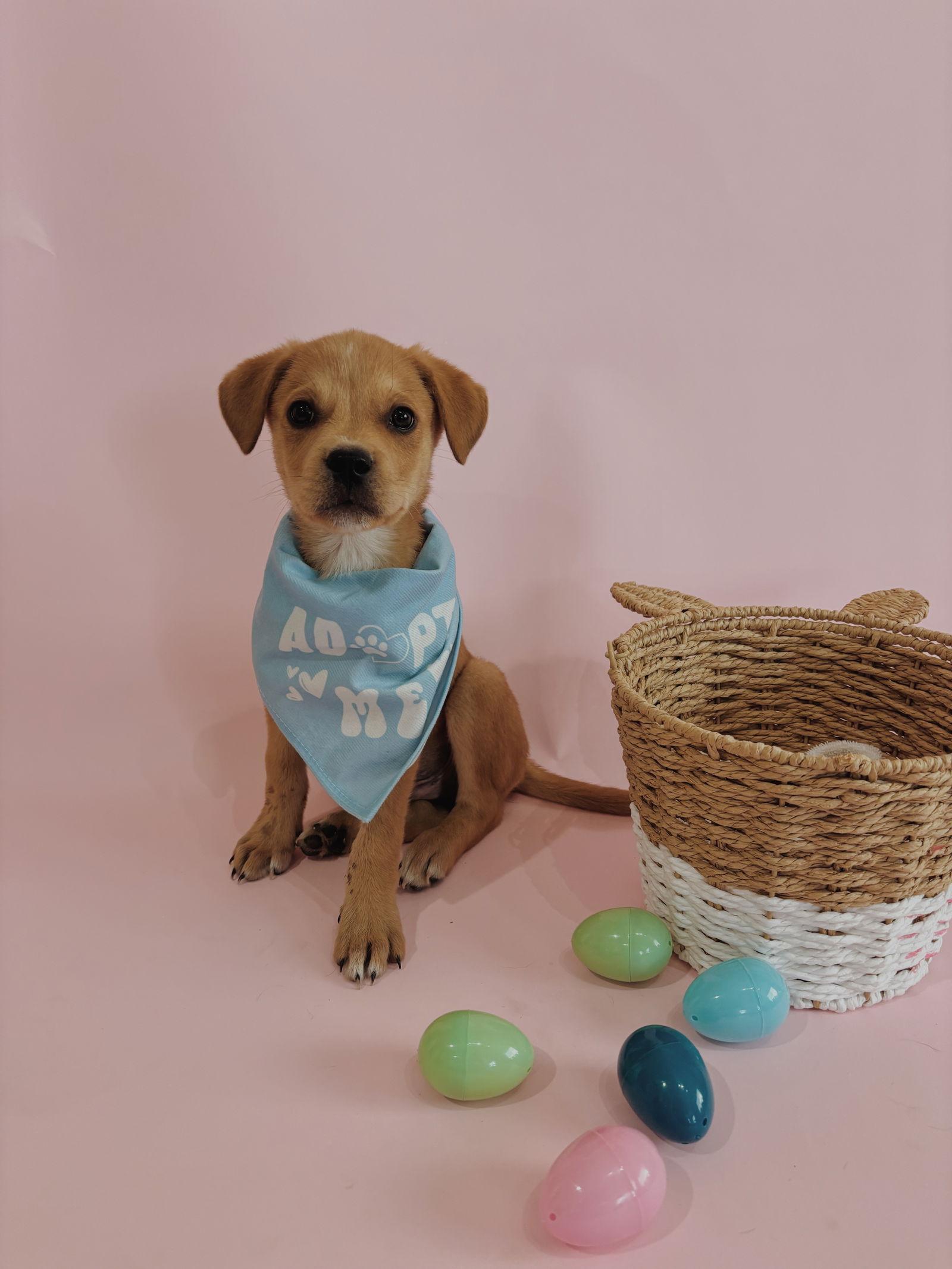 Hopper, a Adopted mixed breed in Fullerton, CA image 2/2