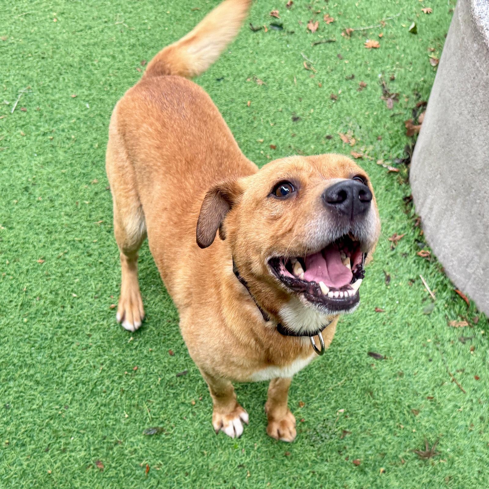 Enlarge Cicero, a Adoptable Mixed Breed in Oakland, CA image 1/3