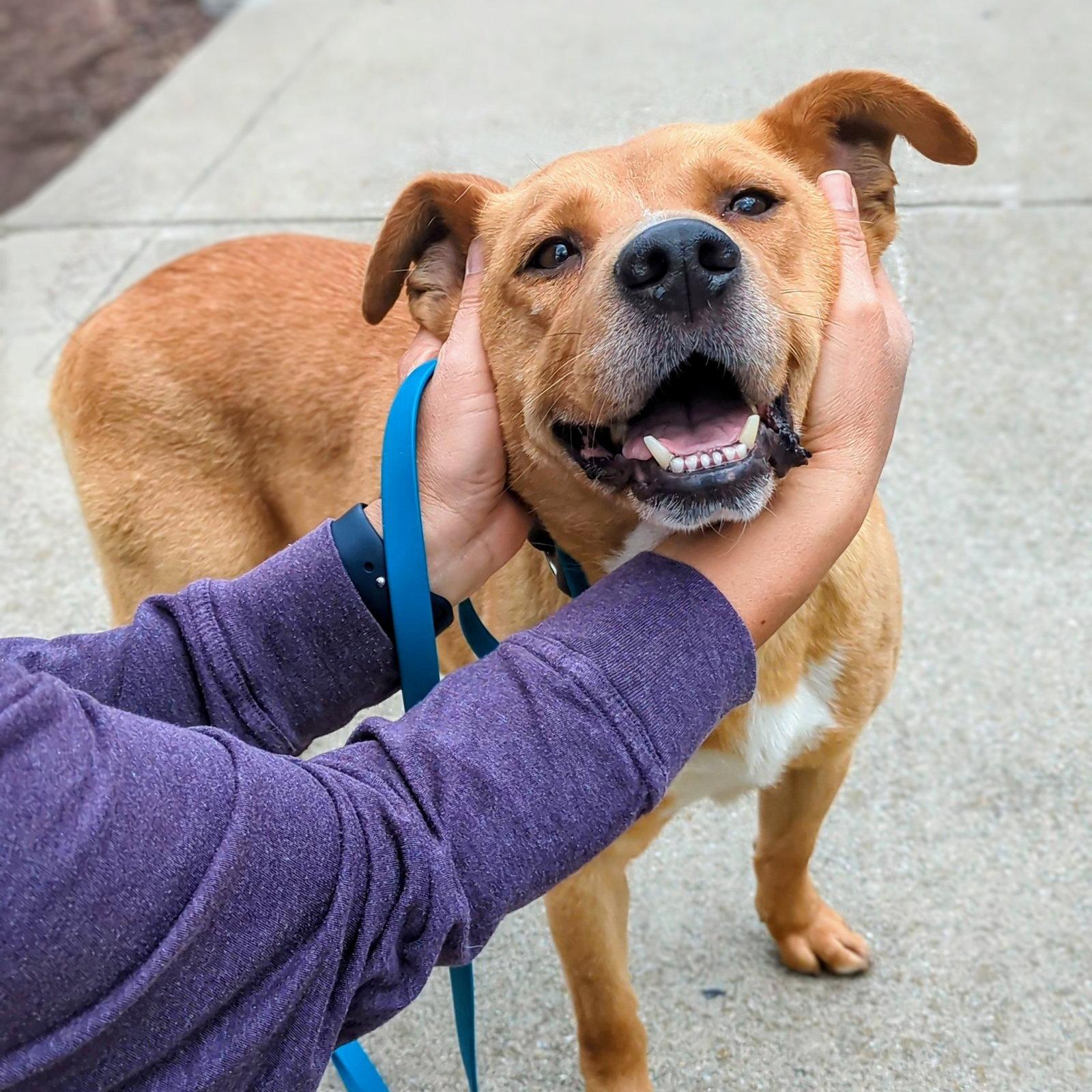 Cicero, Adoptable, Young Male Mixed Breed.