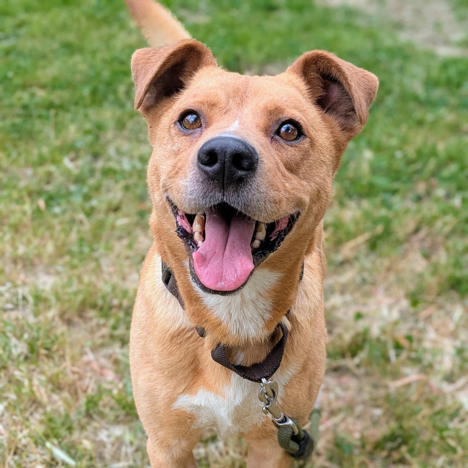Cicero, a Adoptable Mixed Breed in Oakland, CA image 2/3