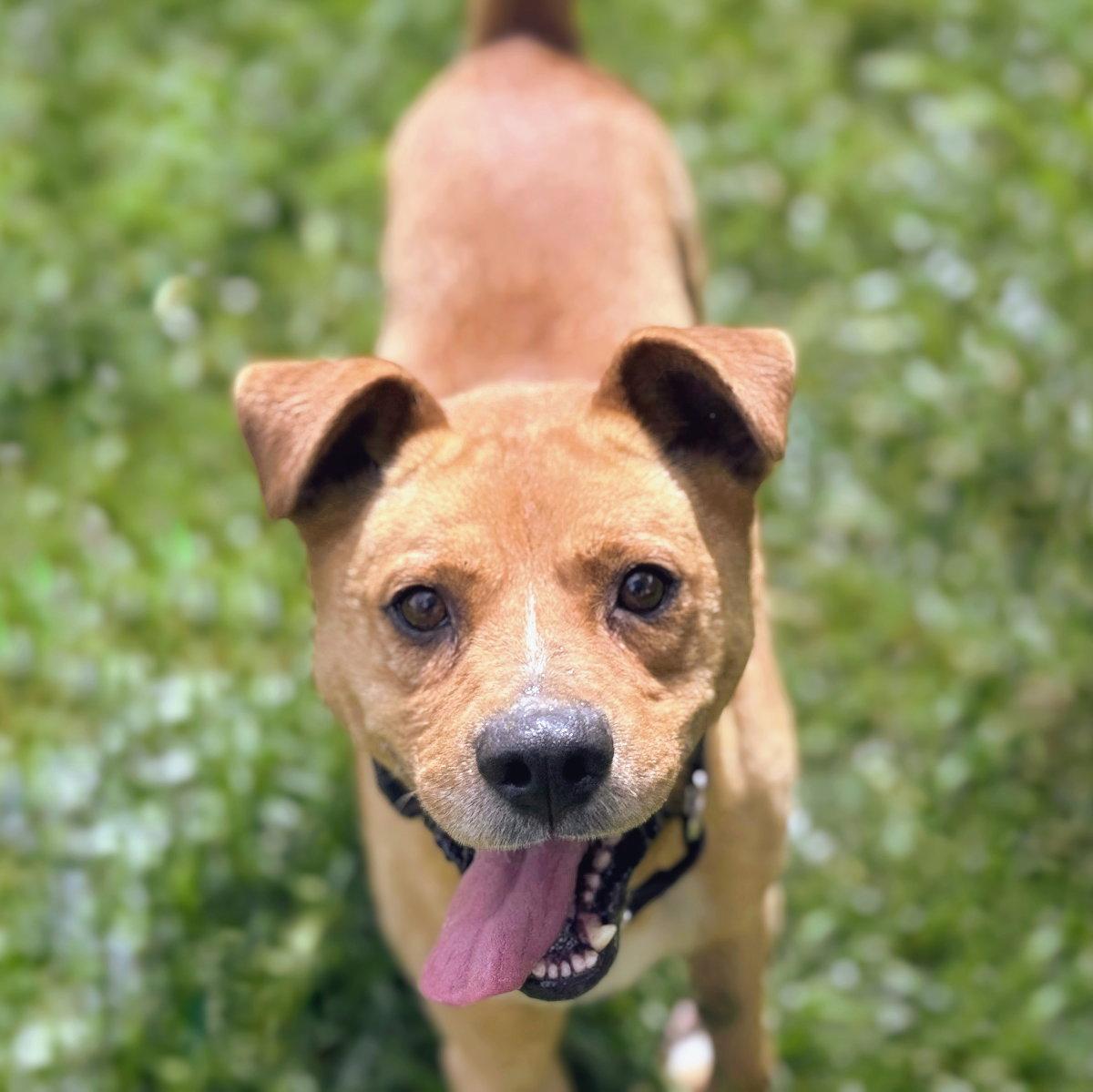 Enlarge Cicero, a Adoptable Mixed Breed in Oakland, CA image 2/3