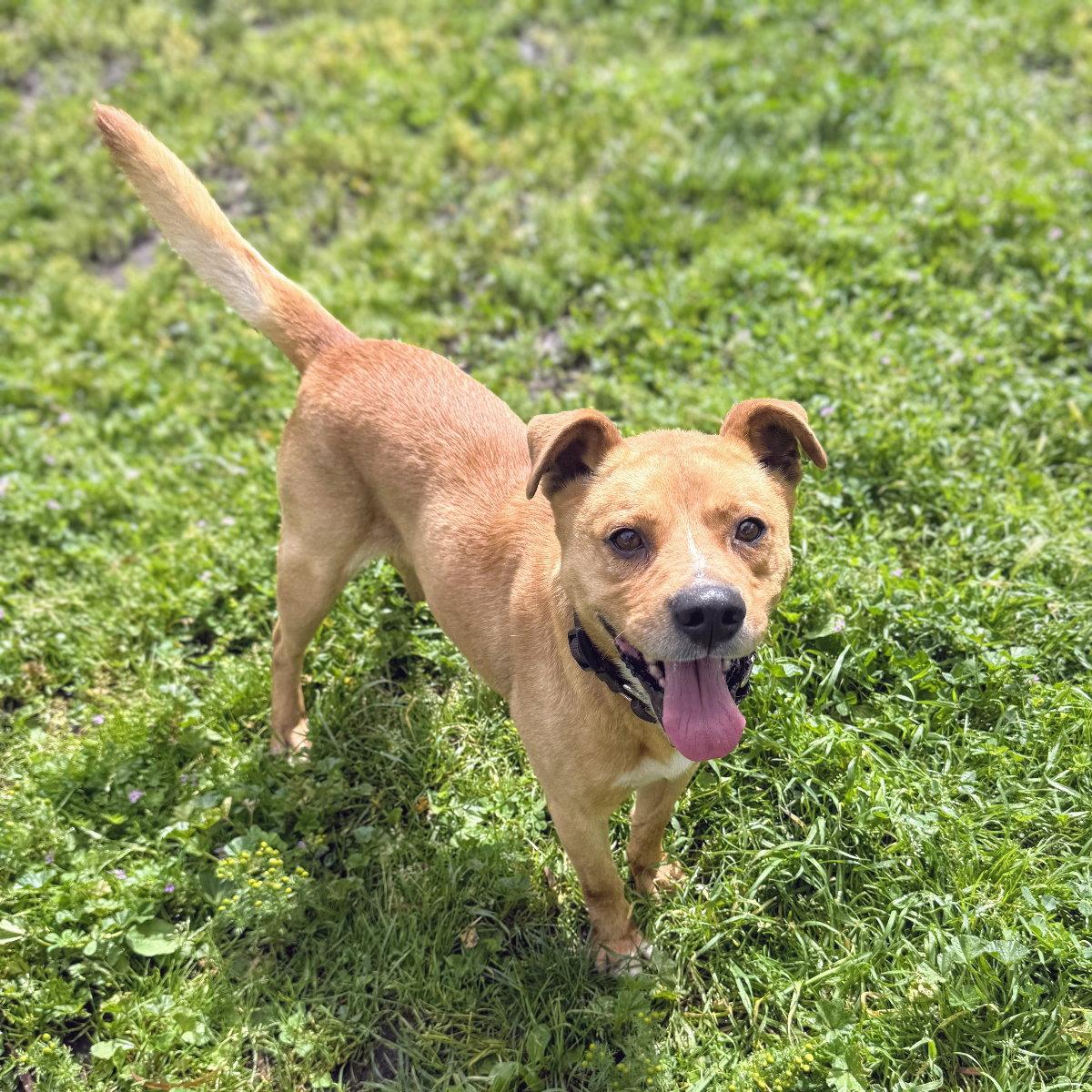 Cicero, a Adoptable Mixed Breed in Oakland, CA image 3/3