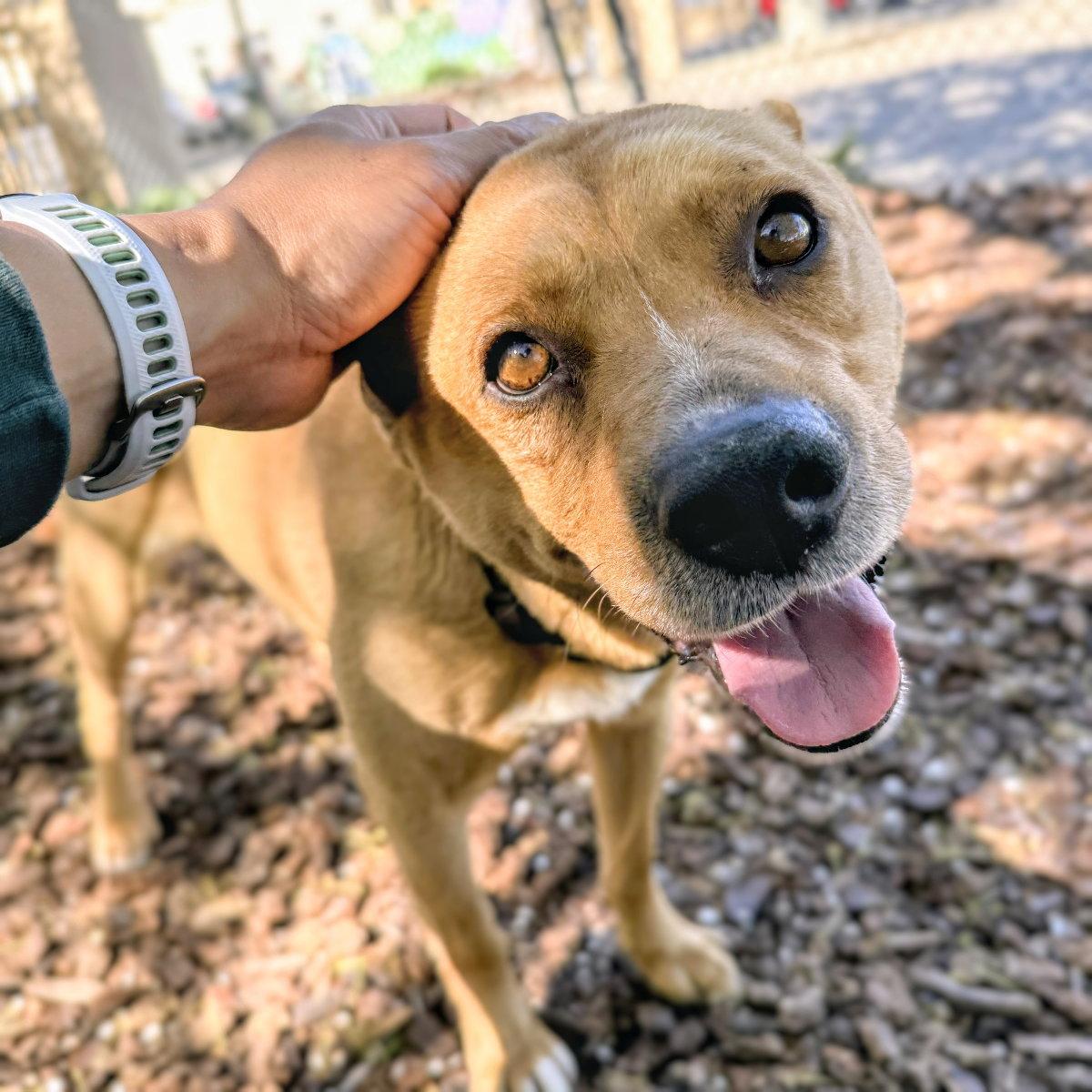 Enlarge Cicero, a Adoptable Mixed Breed in Oakland, CA image 3/3
