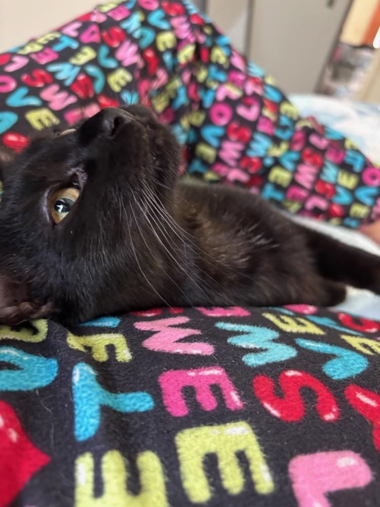 Bond Kittens: Vesper Lynd, Adoptable, Kitten Female Domestic Short Hair.