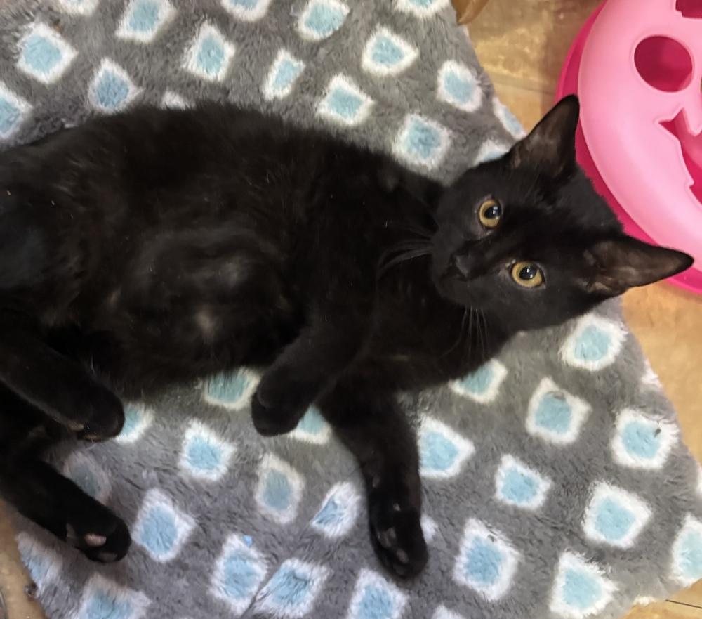 Enlarge Bond Kittens:  Vesper Lynd, a Adoptable mixed breed in Warren, CT image 2/6