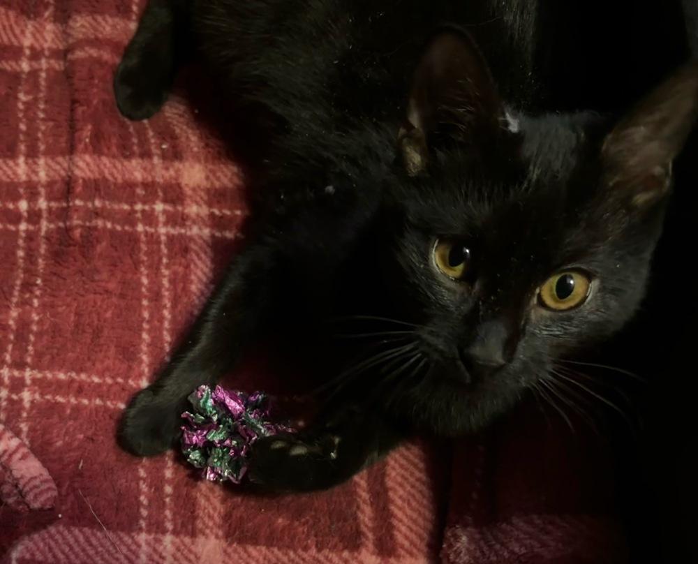 Enlarge Bond Kittens:  Vesper Lynd, a Adoptable mixed breed in Warren, CT image 3/6