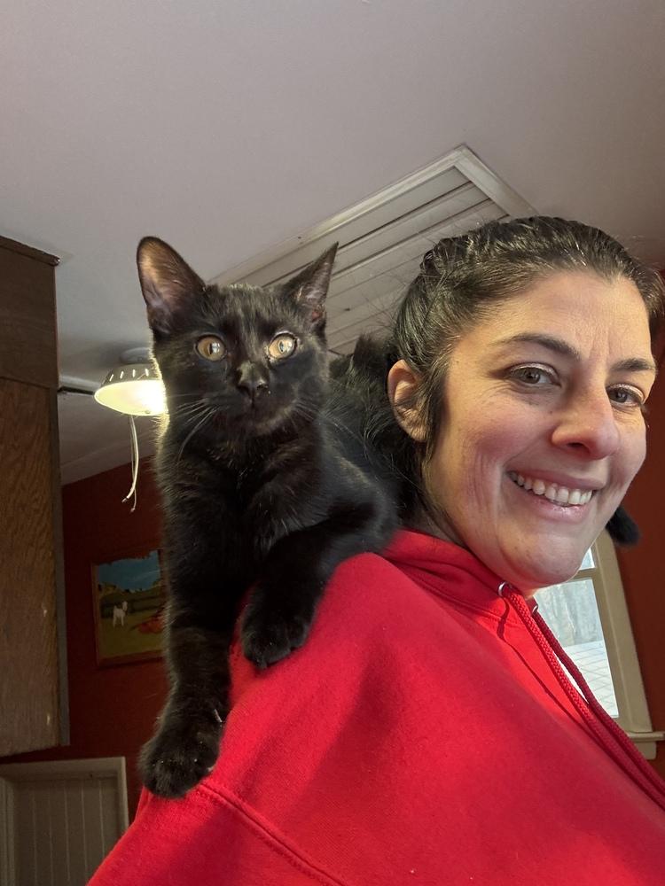 Enlarge Bond Kittens:  Vesper Lynd, a Adoptable mixed breed in Warren, CT image 4/6