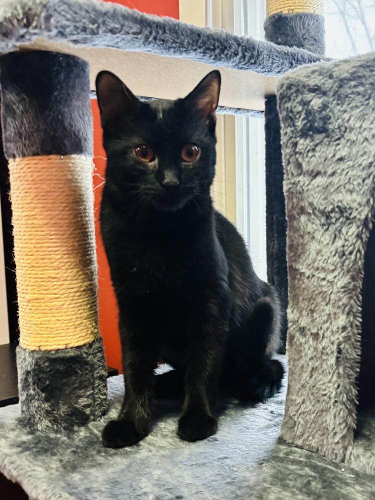 Enlarge Bond Kittens:  Vesper Lynd, a Adoptable mixed breed in Warren, CT image 5/6