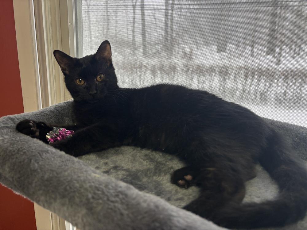 Enlarge Bond Kittens:  Vesper Lynd, a Adoptable mixed breed in Warren, CT image 6/6