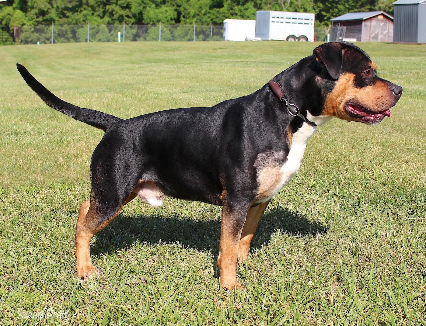 Enlarge Rodney, a ADOPTABLE mixed breed in Bedford, VA image 6/6