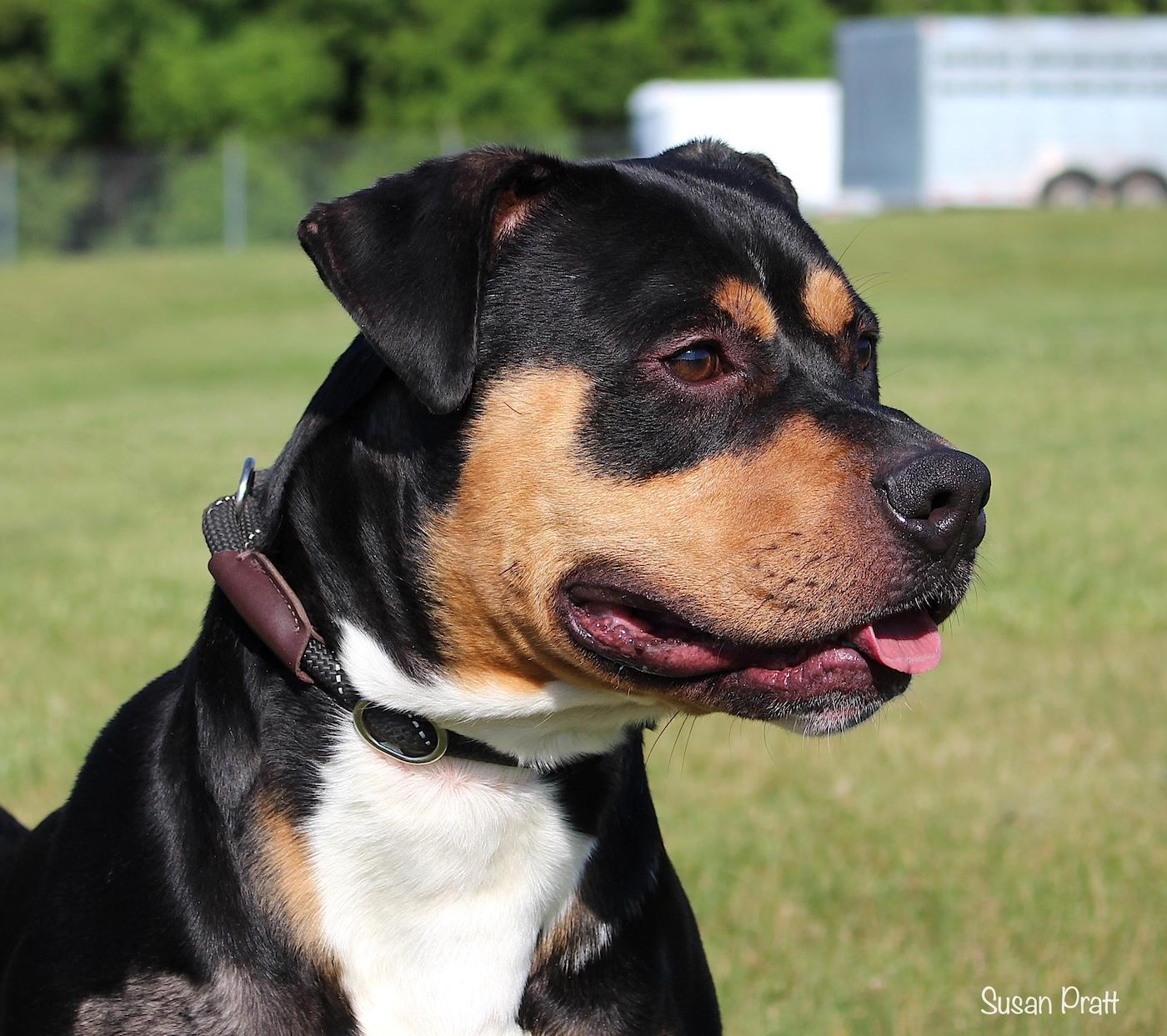 Enlarge Rodney, a ADOPTABLE mixed breed in Bedford, VA image 3/6