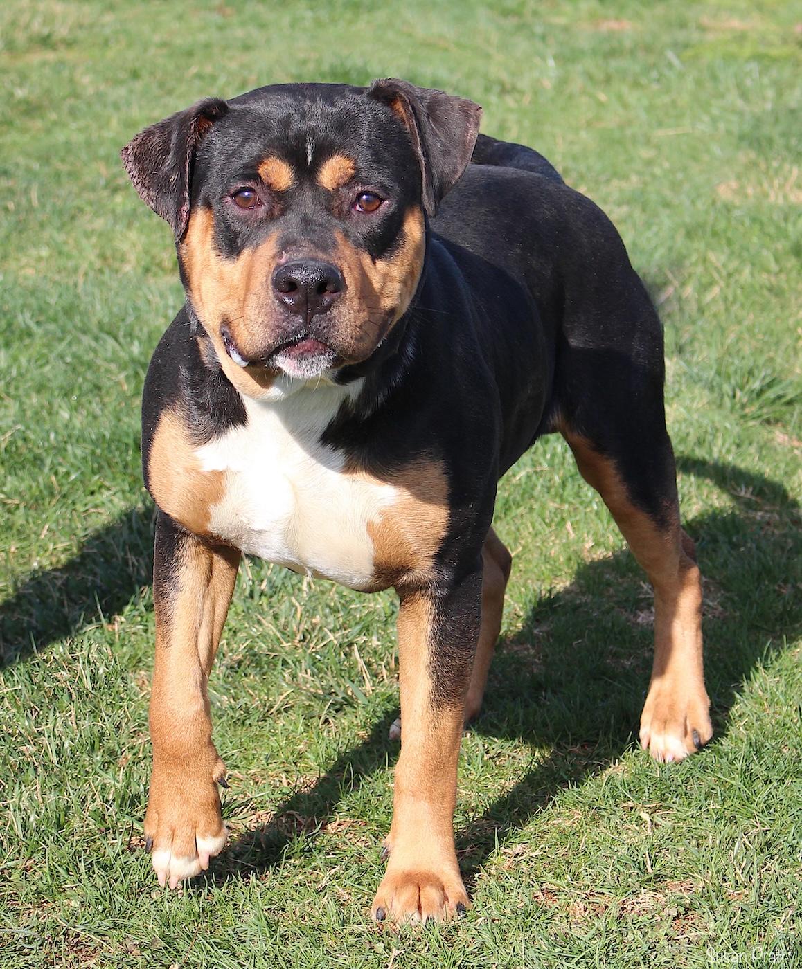 Enlarge Rodney, a ADOPTABLE mixed breed in Bedford, VA image 5/6