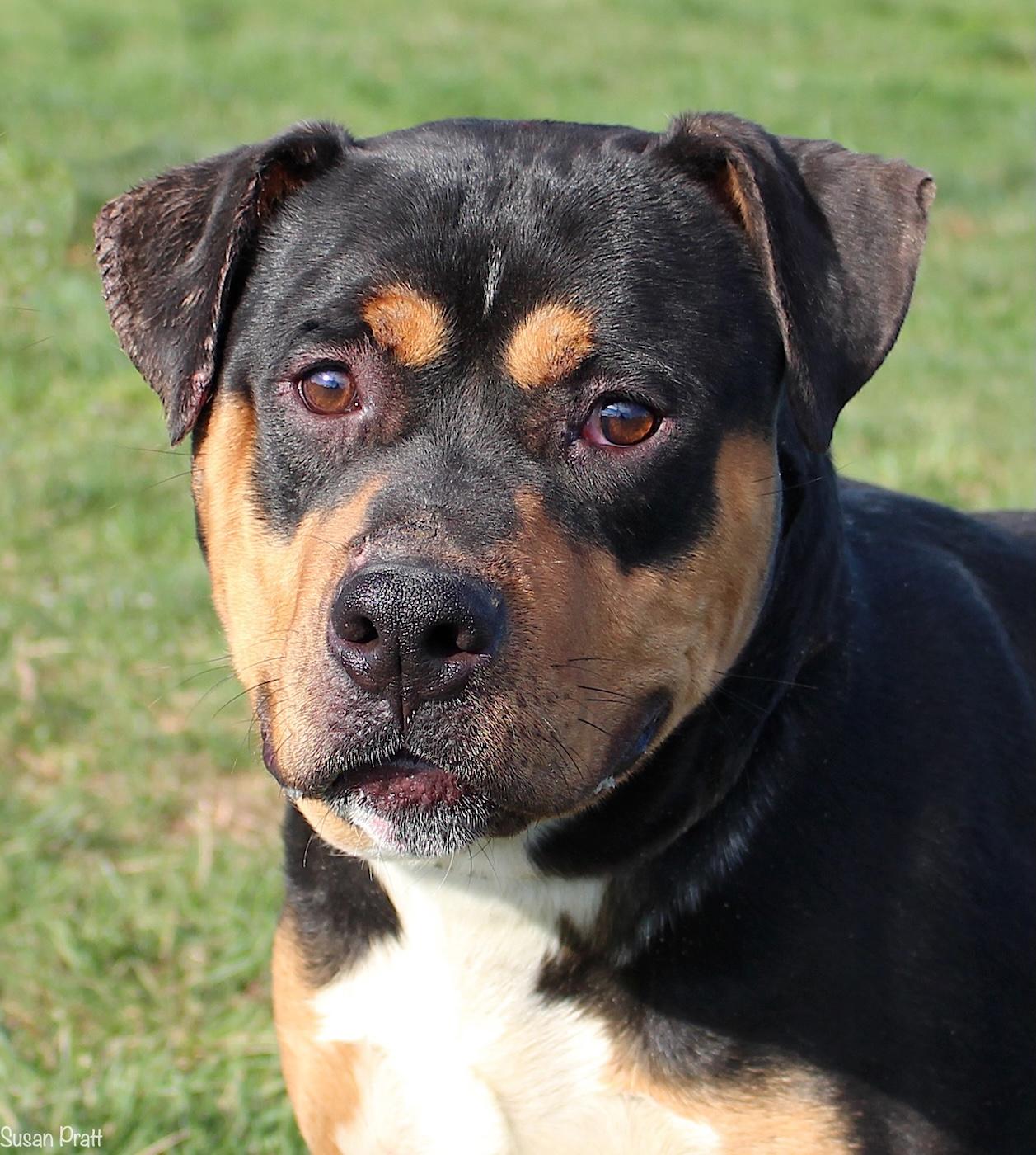 Rodney, ADOPTABLE, Adult Male Rottweiler.