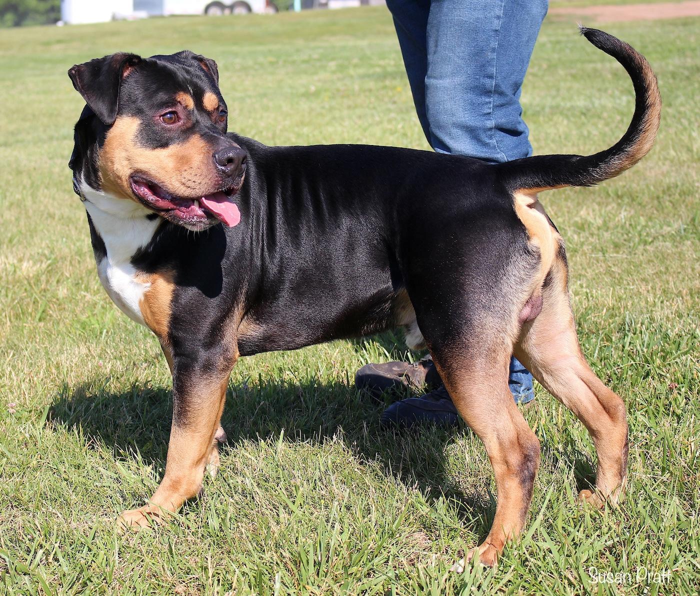 Enlarge Rodney, a ADOPTABLE mixed breed in Bedford, VA image 4/6