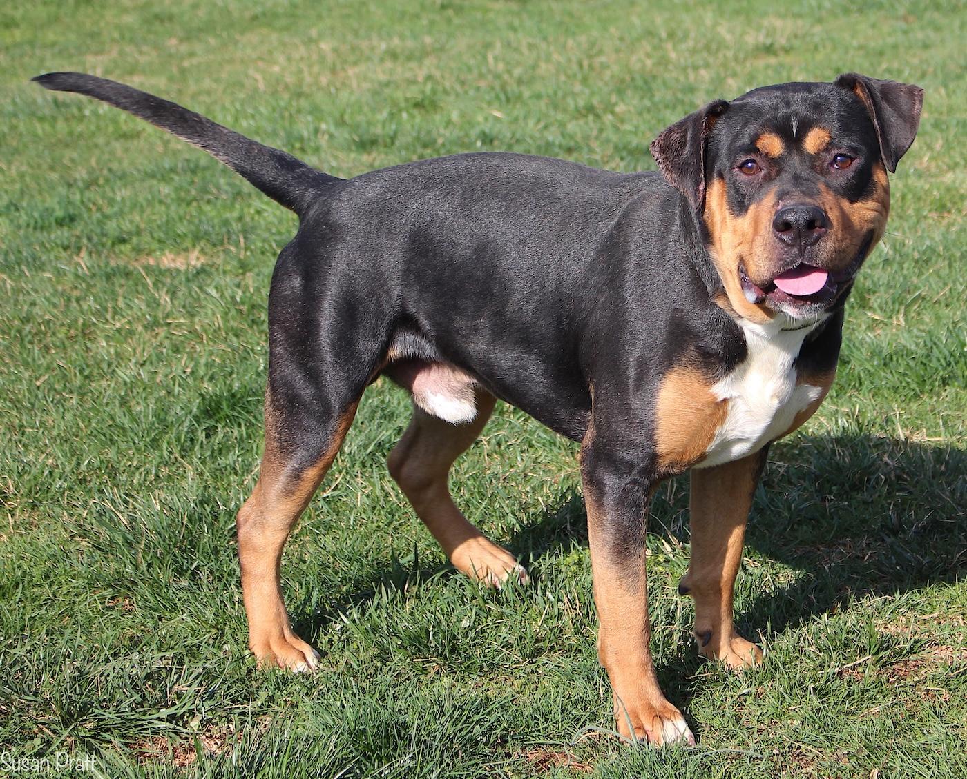 Enlarge Rodney, a ADOPTABLE mixed breed in Bedford, VA image 2/6