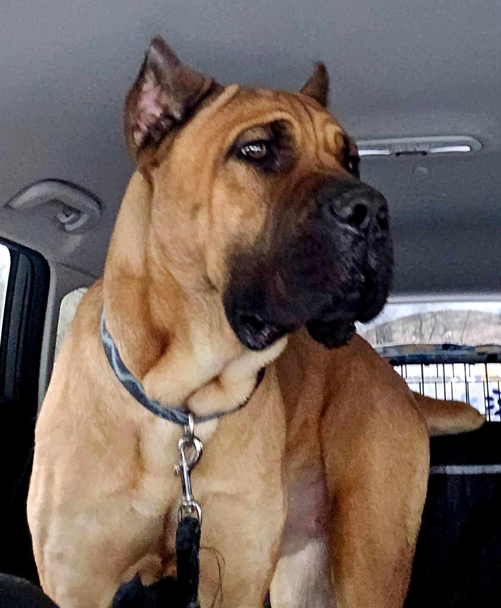 Dog for adoption Tank, a Cane Corso in Brownstown, IN Petfinder Dog for adoption Tank, a Cane Corso in Brownstown, IN Petfinder