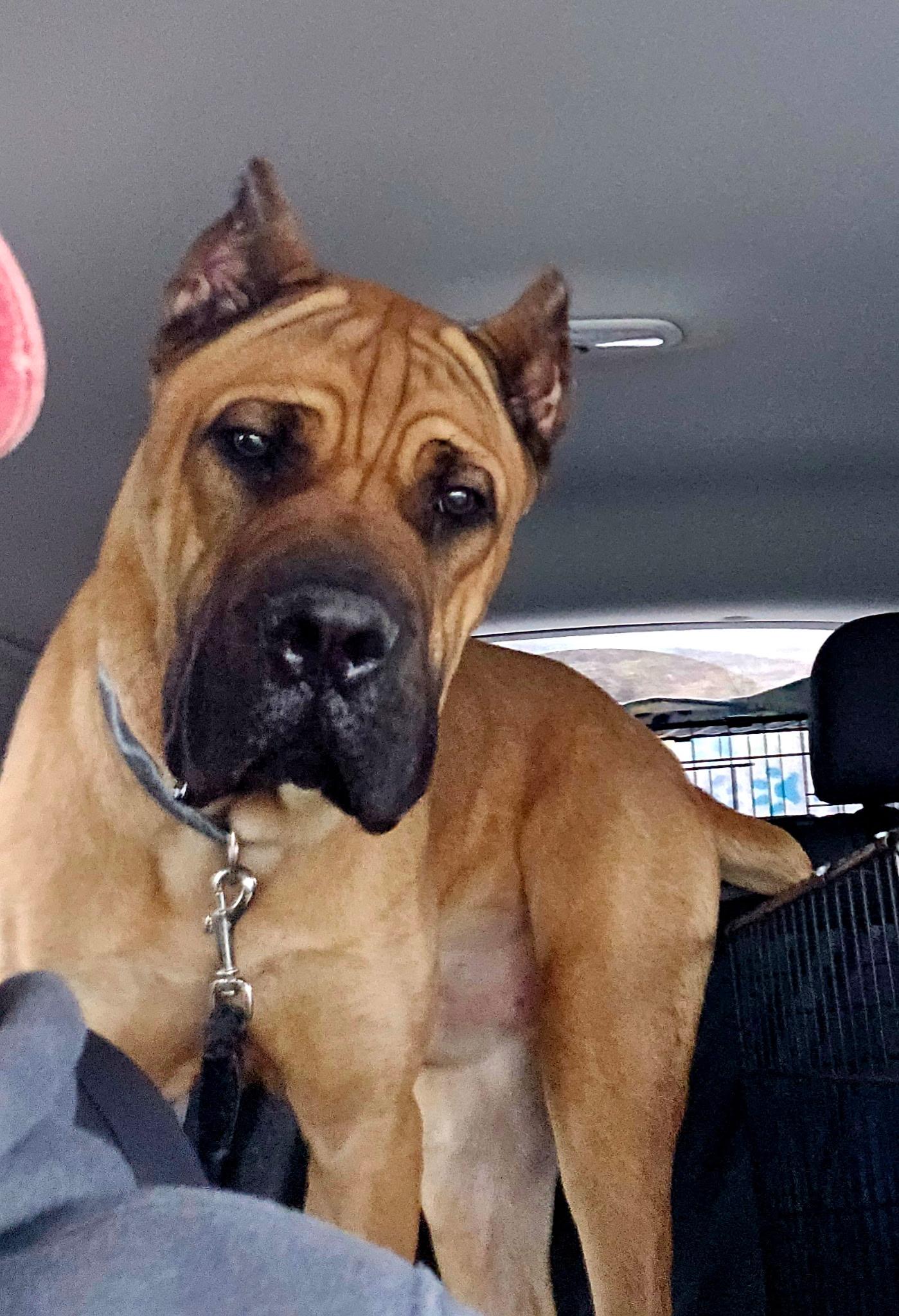 Dog for adoption Tank, a Cane Corso in Brownstown, IN Petfinder Dog for adoption Tank, a Cane Corso in Brownstown, IN Petfinder