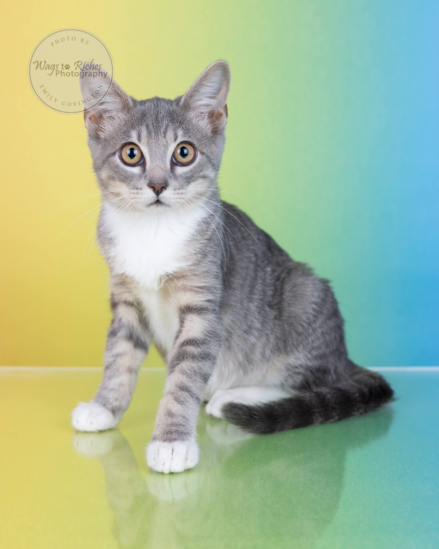 Cat for adoption Thomas, a Domestic Short Hair & Tabby Mix in