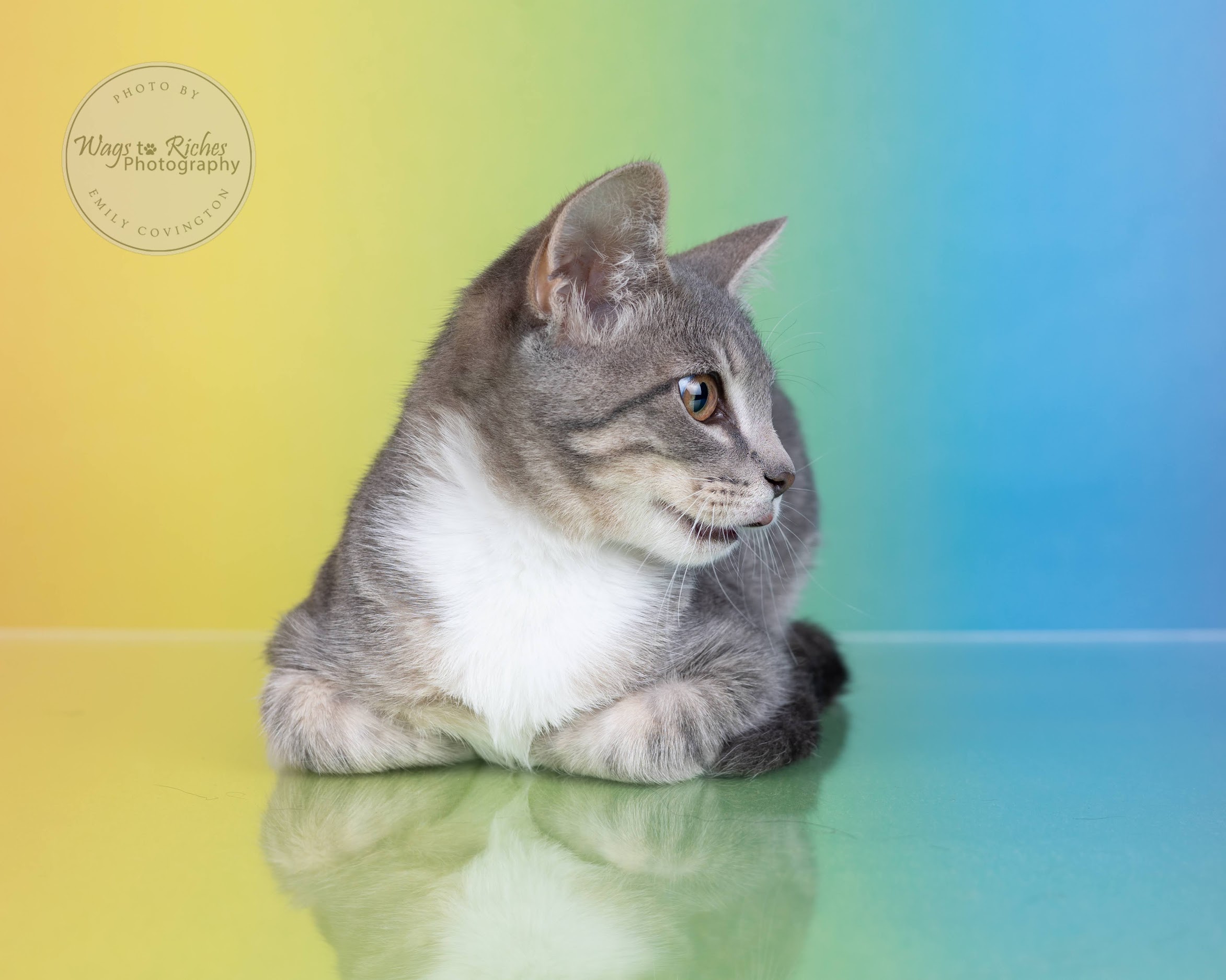 Cat for adoption Thomas, a Domestic Short Hair & Tabby Mix in