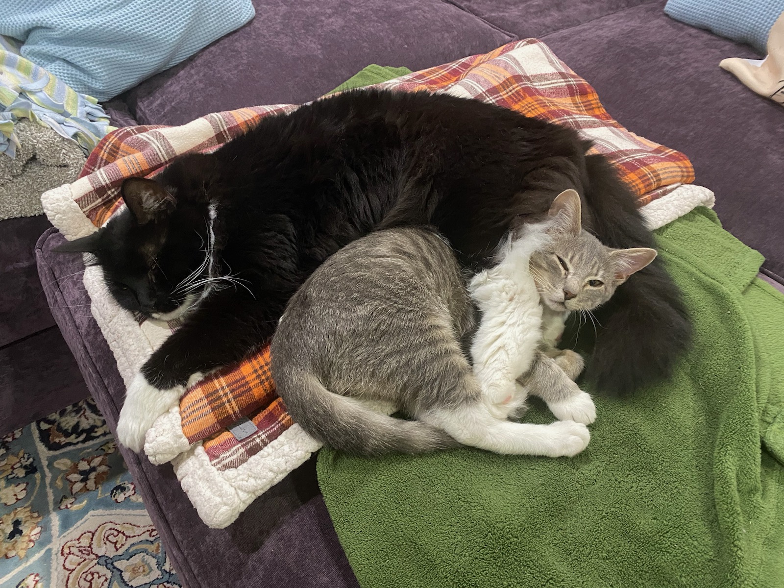 Cat for adoption Thomas, a Domestic Short Hair & Tabby Mix in