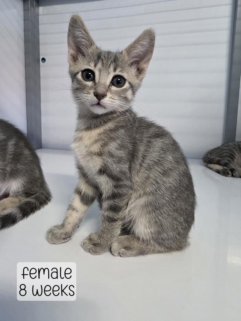 Enlarge Cookie Butter, a Adoptable Domestic Short Hair in Holbrook, AZ image 1/1