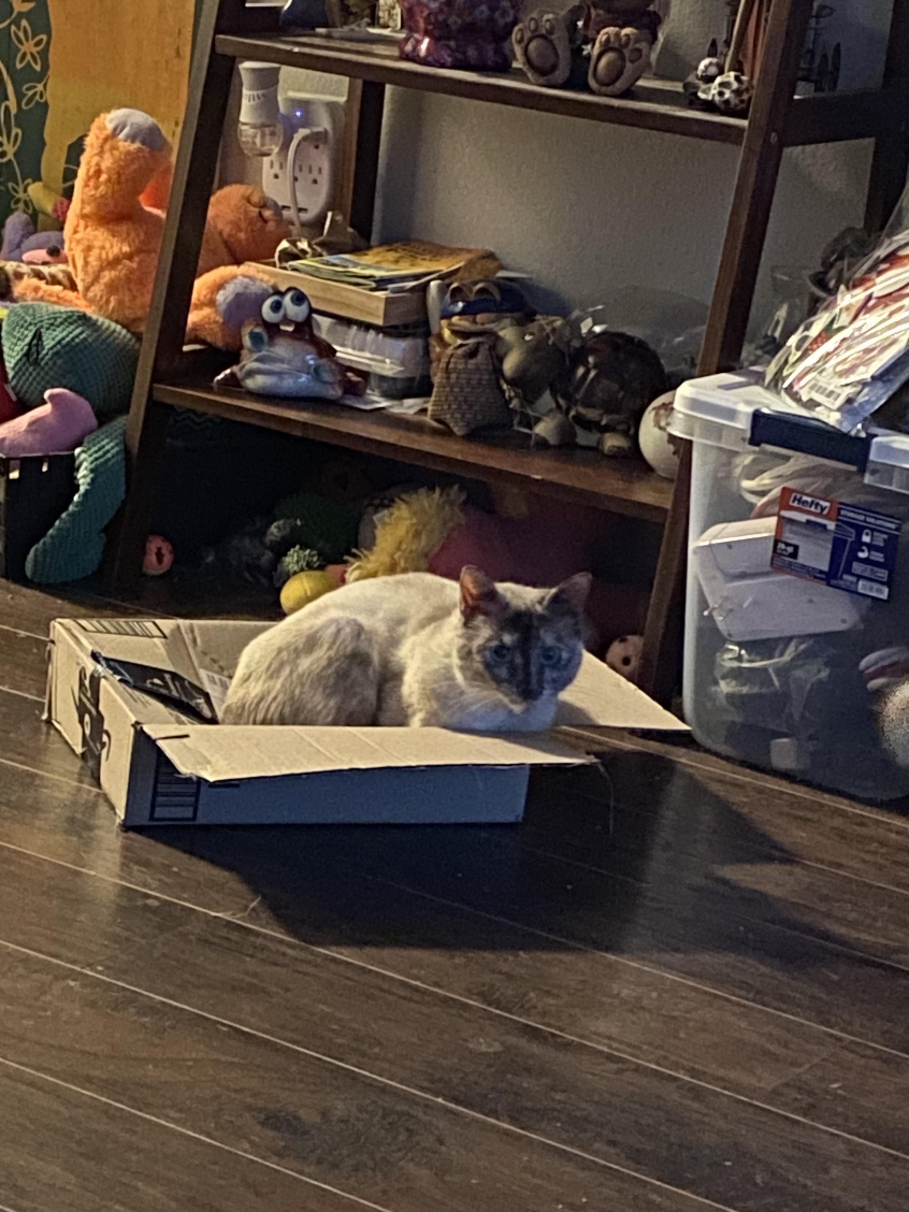 Enlarge Sammy, a Adopted mixed breed in Hebron, KY image 5/5