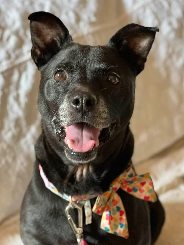 Enlarge Shelby, a Adoptable mixed breed in Hartsville, SC image 1/6