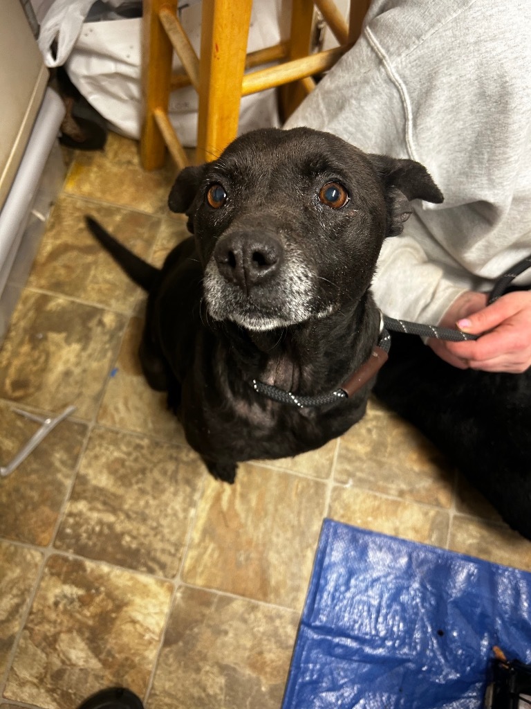 Shelby, an adoptable Terrier in Hartsville, SC, 29550 | Photo Image 3