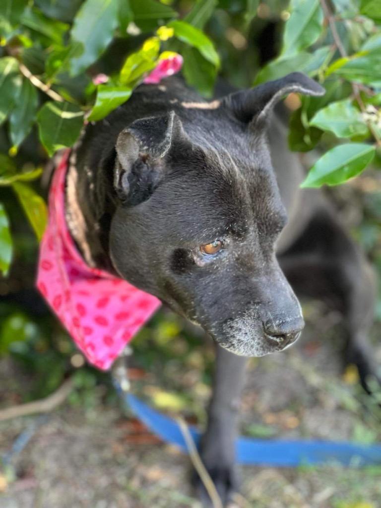 Enlarge Shelby, a Adoptable mixed breed in Hartsville, SC image 2/6