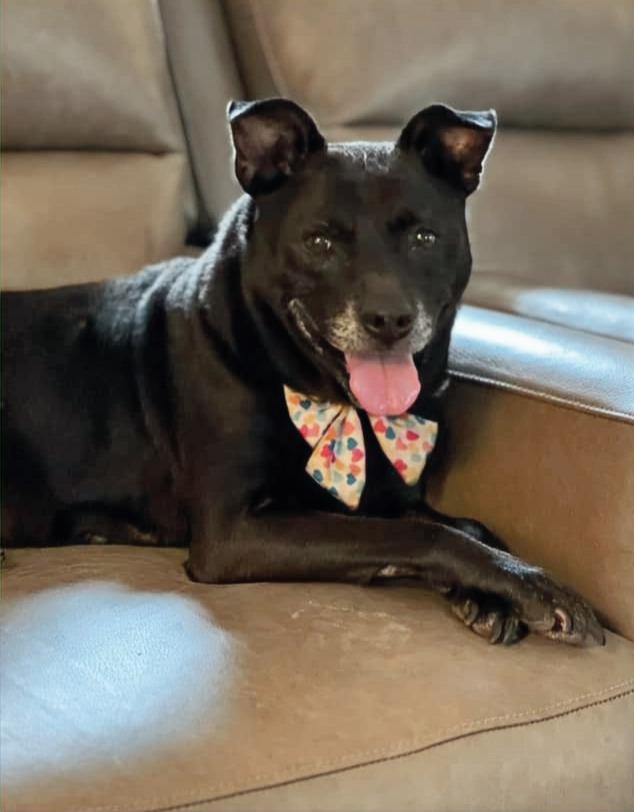 Enlarge Shelby, a Adoptable mixed breed in Hartsville, SC image 4/6