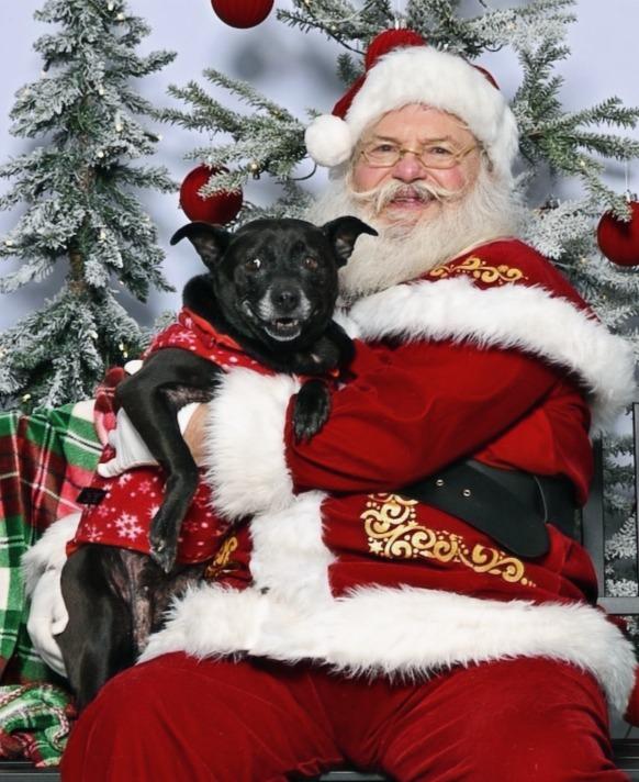 Shelby, a Adoptable mixed breed in Hartsville, SC image 1/6