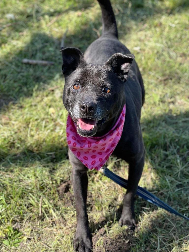 Enlarge Shelby, a Adoptable mixed breed in Hartsville, SC image 6/6