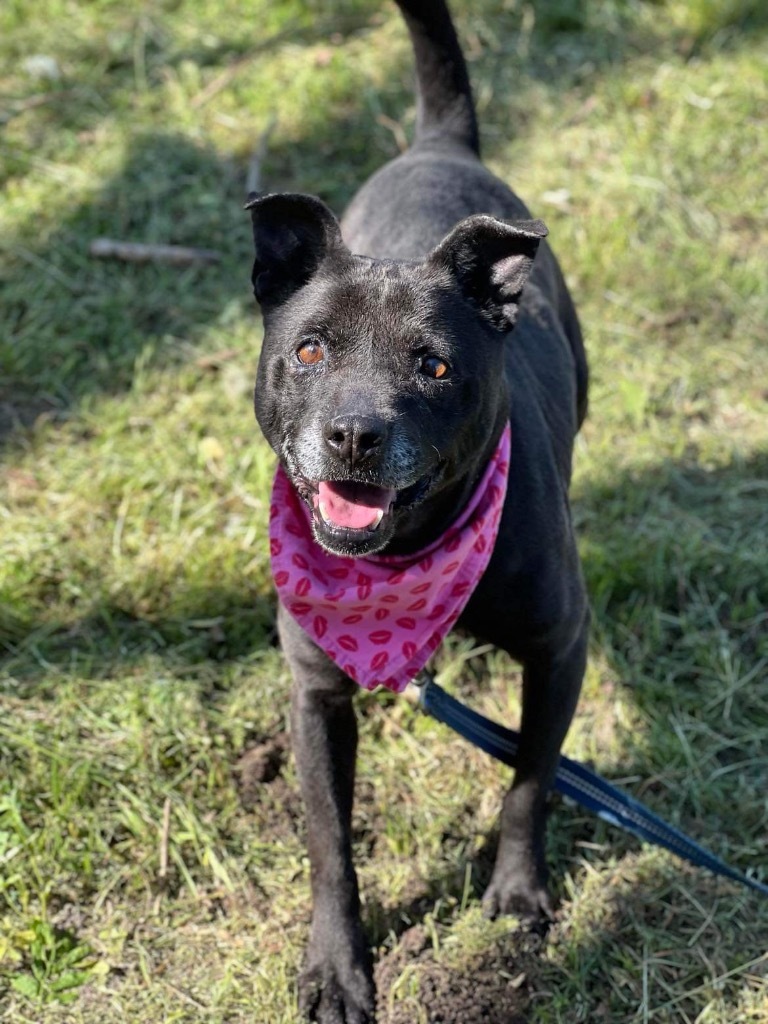 Shelby, an adoptable Terrier in Hartsville, SC, 29550 | Photo Image 1
