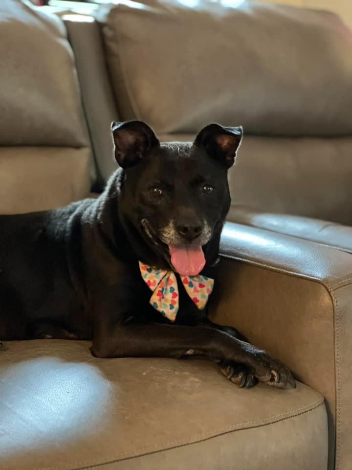 Shelby, a Adoptable mixed breed in Hartsville, SC image 4/6