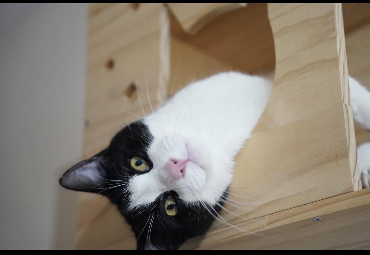 Enlarge Mocha ( Friendly & Sweet), a ADOPTABLE Domestic Short Hair in Staten Island, NY image 3/5