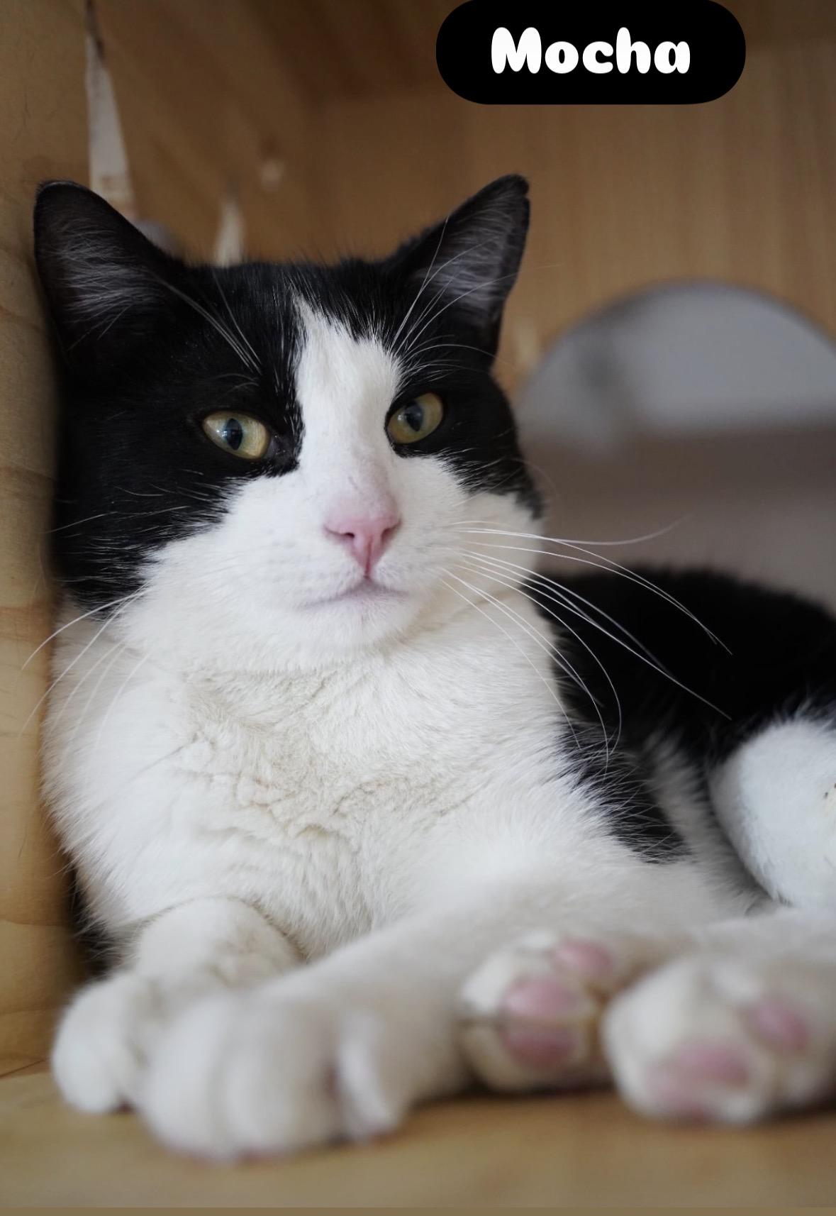 Mocha ( Friendly & Sweet), ADOPTABLE, Young Male Domestic Short Hair.