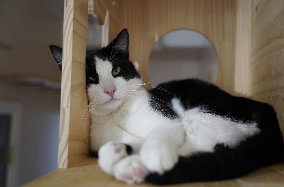 Enlarge Mocha ( Friendly & Sweet), a ADOPTABLE Domestic Short Hair in Staten Island, NY image 4/5