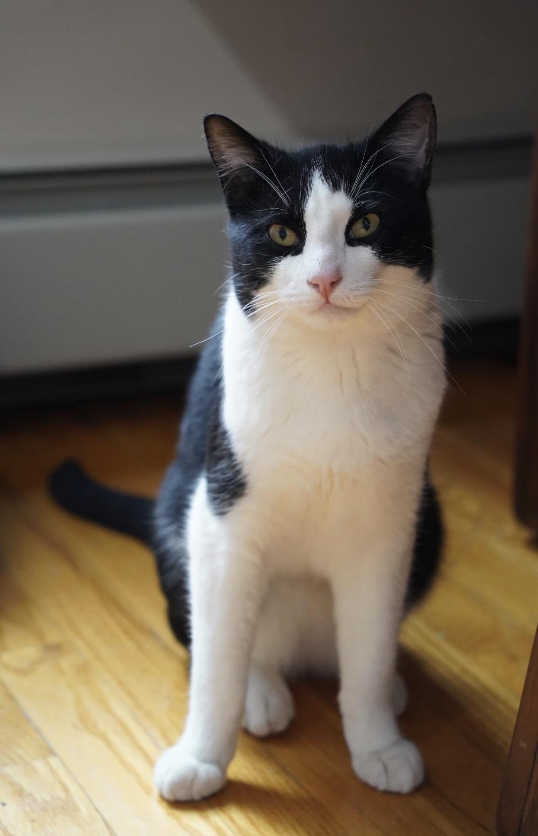 Enlarge Mocha ( Friendly & Sweet), a ADOPTABLE Domestic Short Hair in Staten Island, NY image 2/5