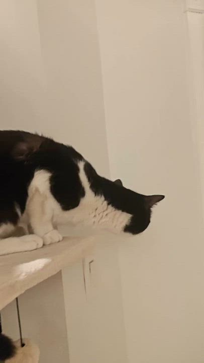 Enlarge Mocha ( Friendly & Sweet), a ADOPTABLE Domestic Short Hair in Staten Island, NY video 5/5